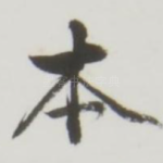 本