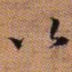 以