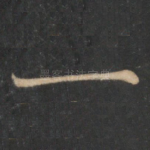 一