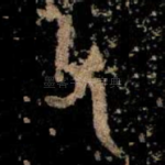 父