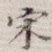 宋
