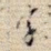 字