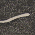 一