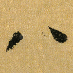 八