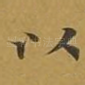 以