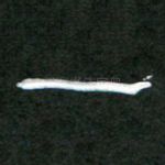 一