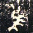 隹