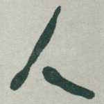 人