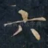 六