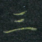 三