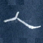 人