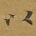 以