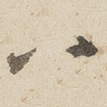八