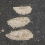 三