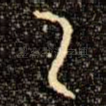 乙