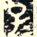 子