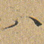 八