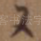 又