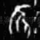 隹