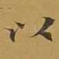 以