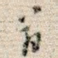 翁
