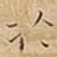 扵
