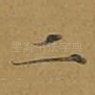 二
