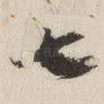 七