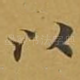 以
