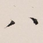 八