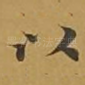 以