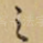 之