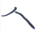 人