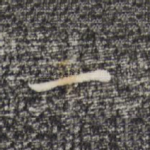 一