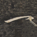 一