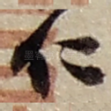 仁