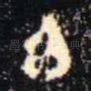 白