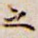 之