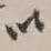 以
