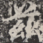 兹