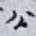 公