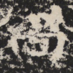 尚