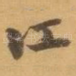 江