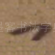 一