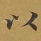 以