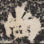尚