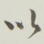 以