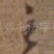 主