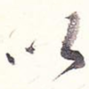 以