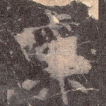 禀